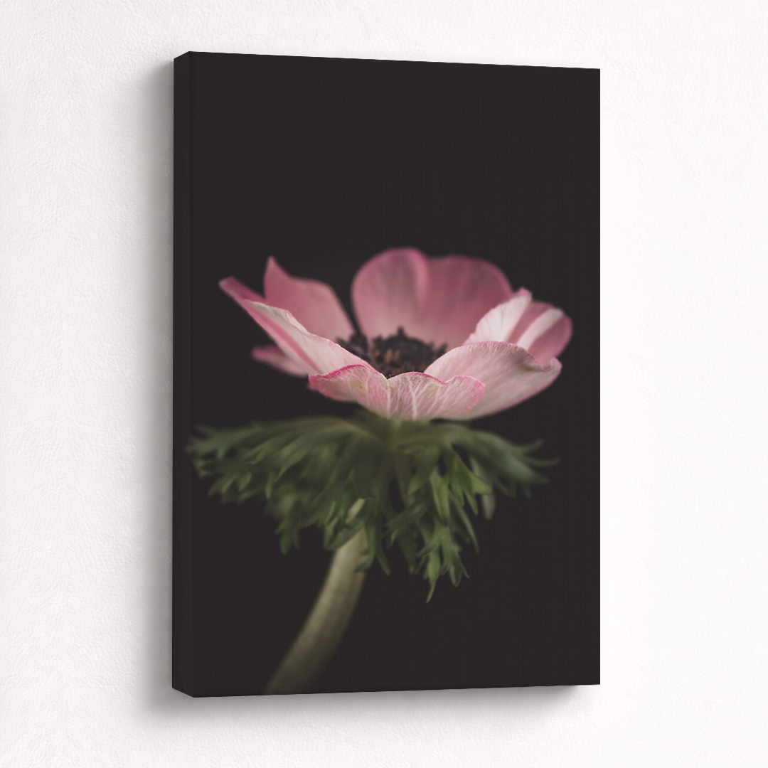 Canvas Schilderij Anemoon Roze