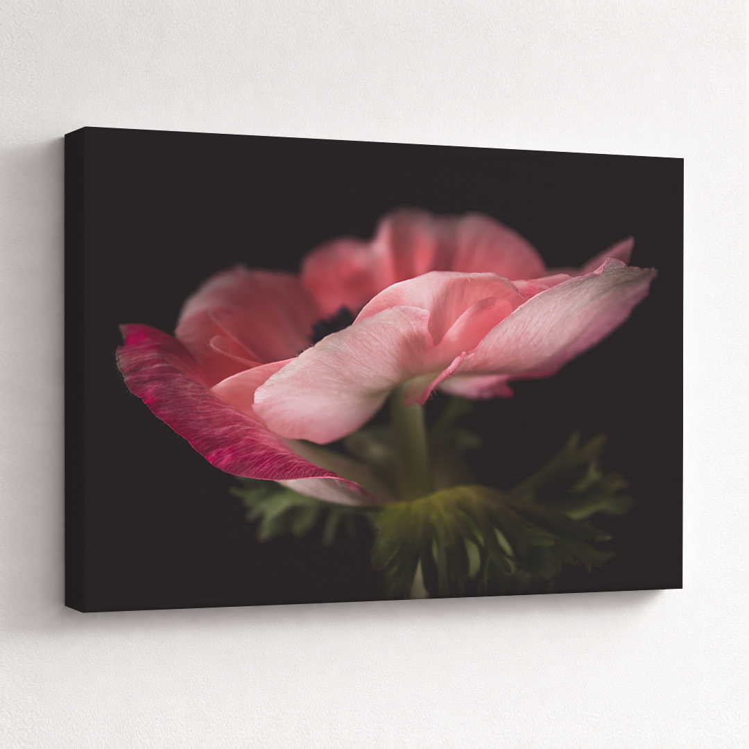 Canvas Schilderij Anemoon Roze