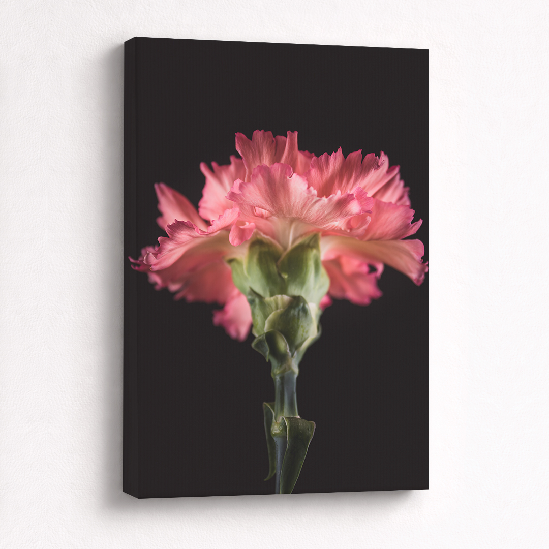 Canvas Schilderij Anjer Roze