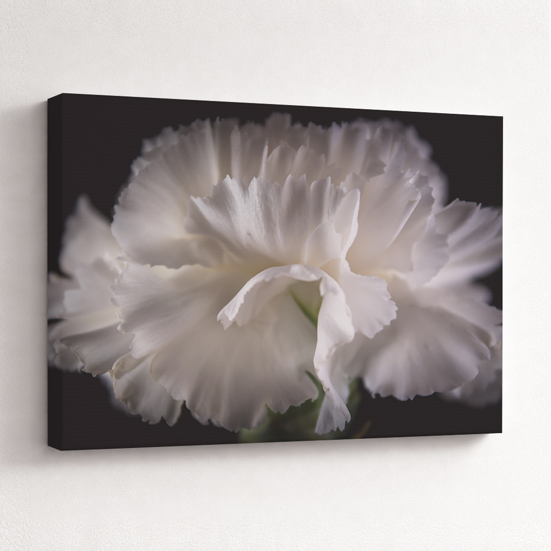Canvas Schilderij Anjer Wit