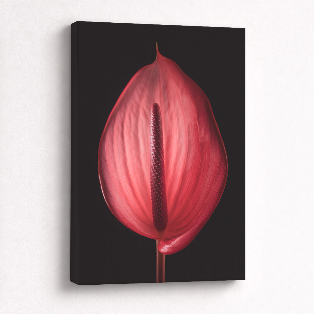 Canvas Schilderij Anthurium Rood