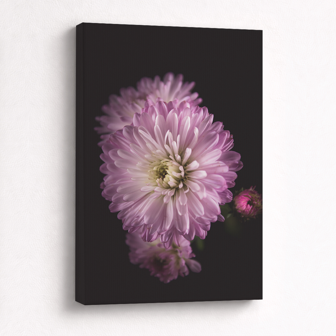 Canvas Schilderij Aster Lila