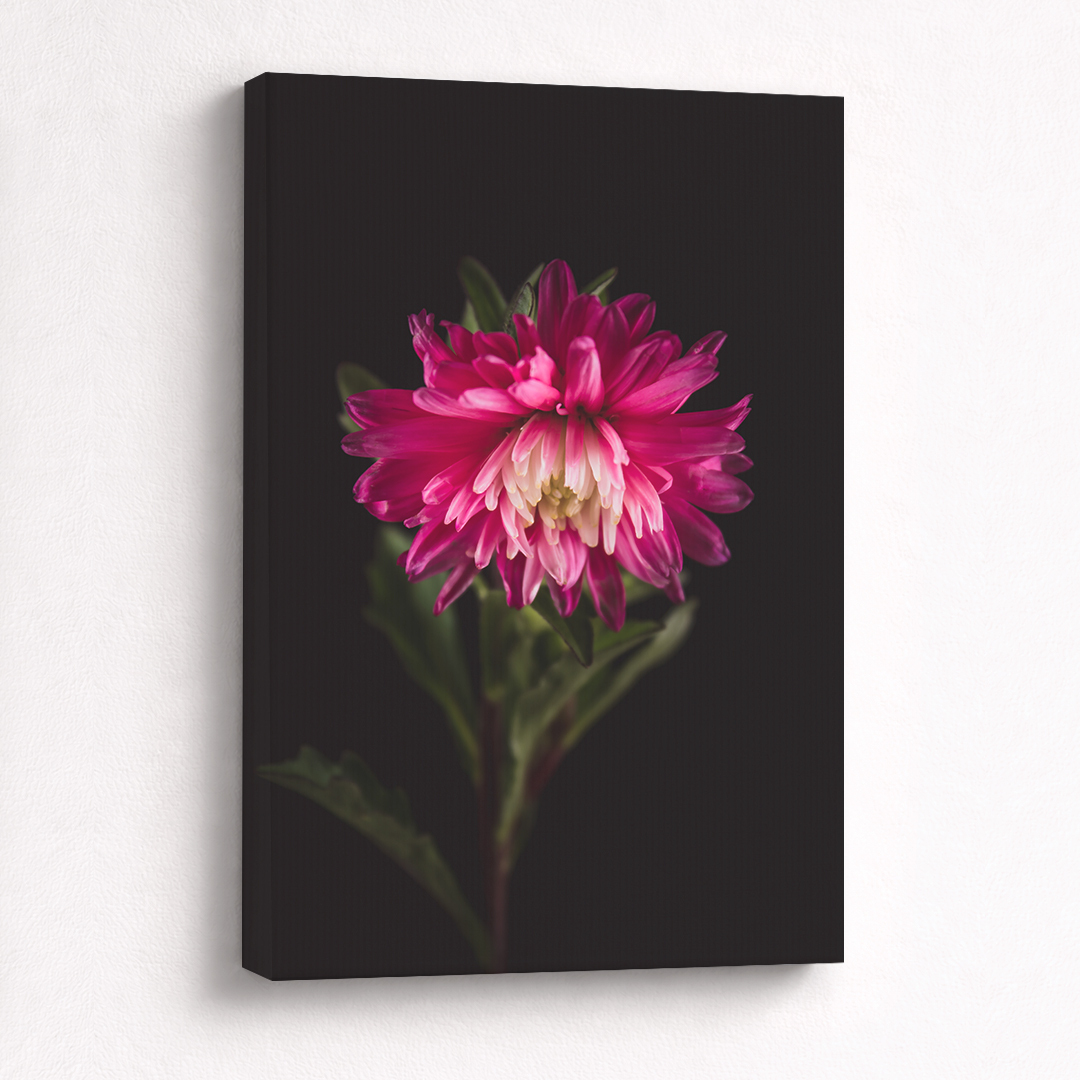 Canvas Schilderij Aster Roze