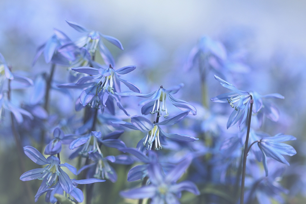 Betekenis blauwe bloemen