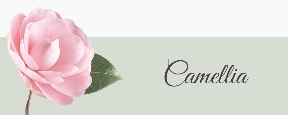 Camellia bloemensoort