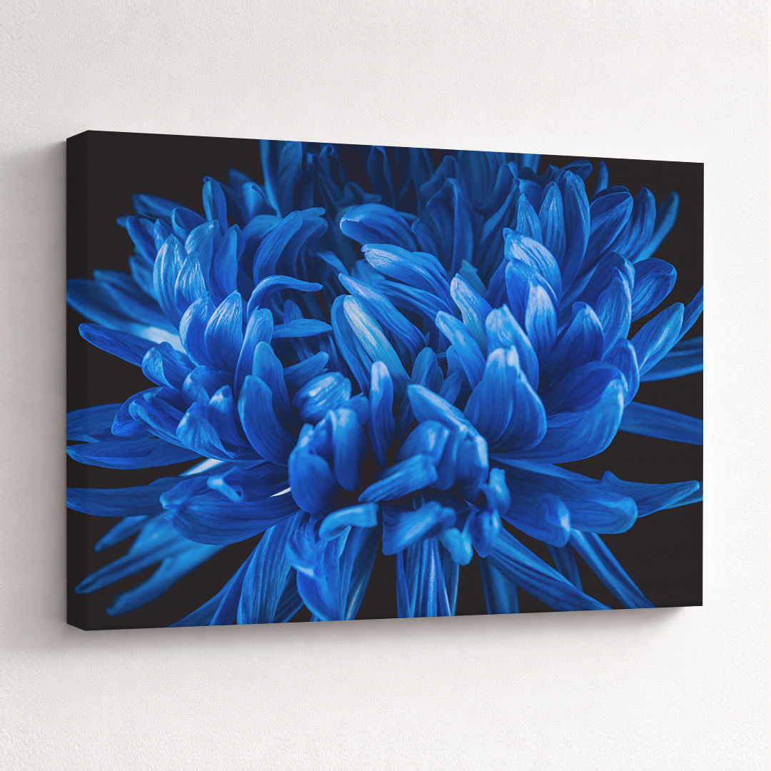 Canvas Schilderij Chrysant Blauw