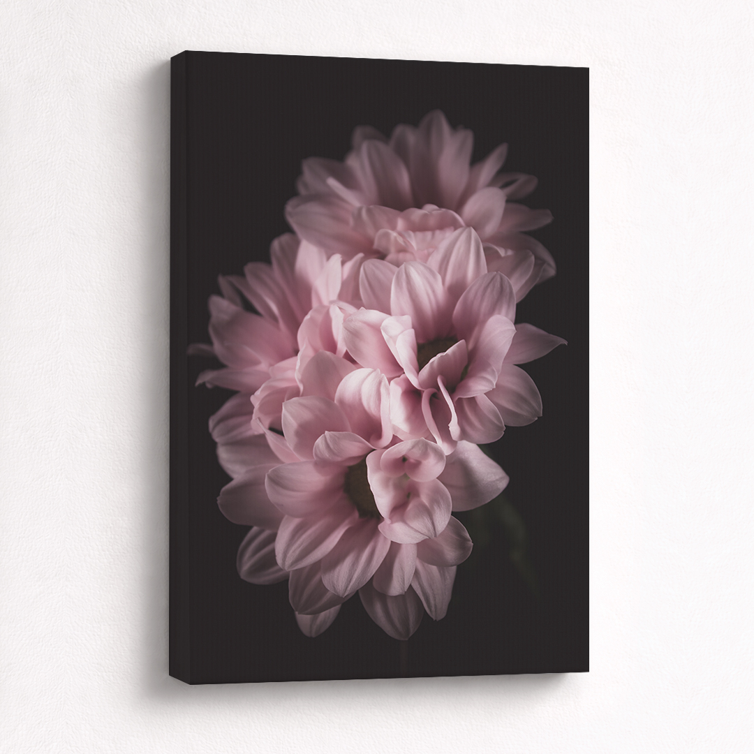 Canvas Schilderij Chrysanten Roze