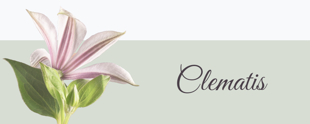 Clematis betekenis