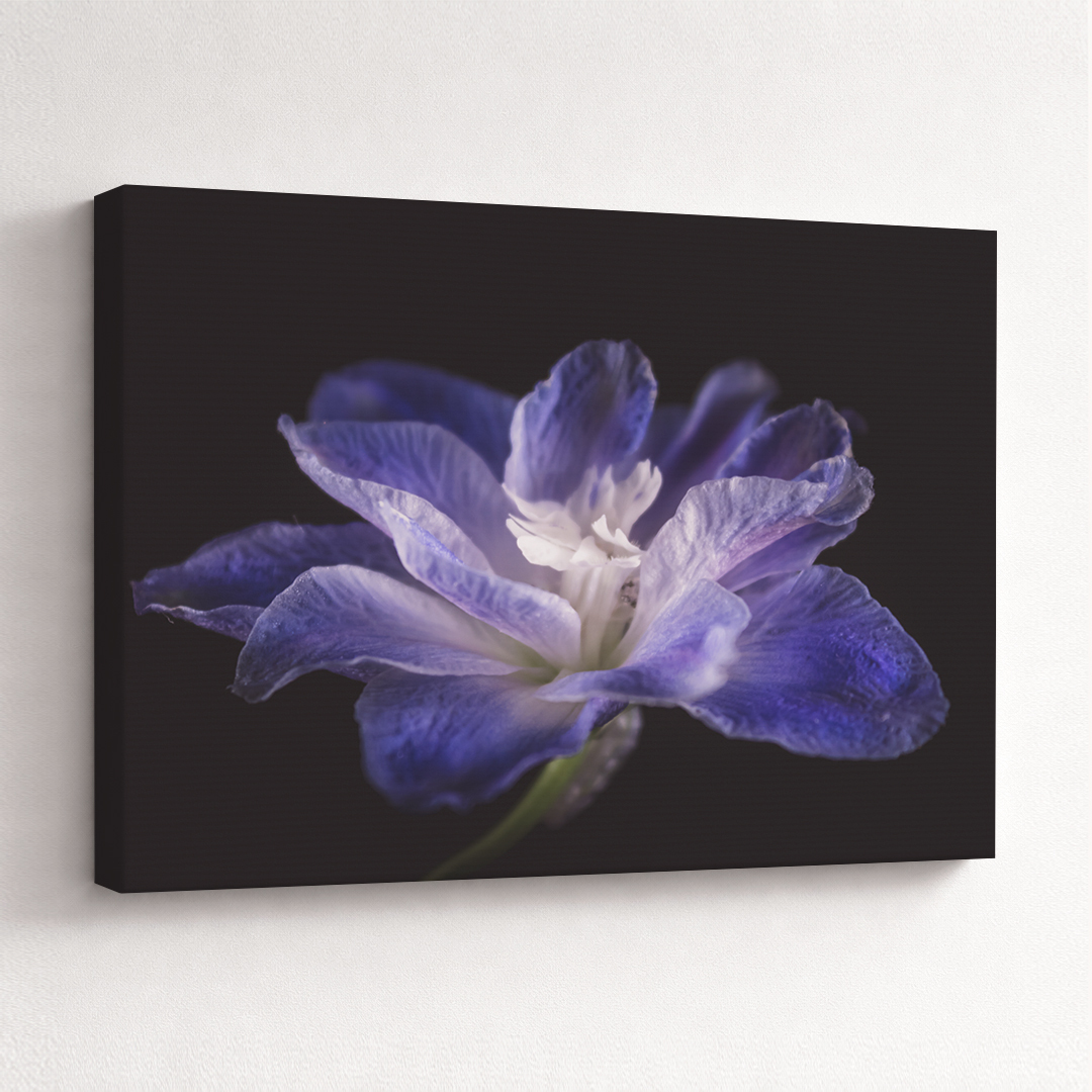 Canvas Schilderij Delphinium Blauw