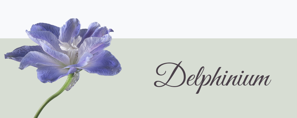 Delphinium betekenis
