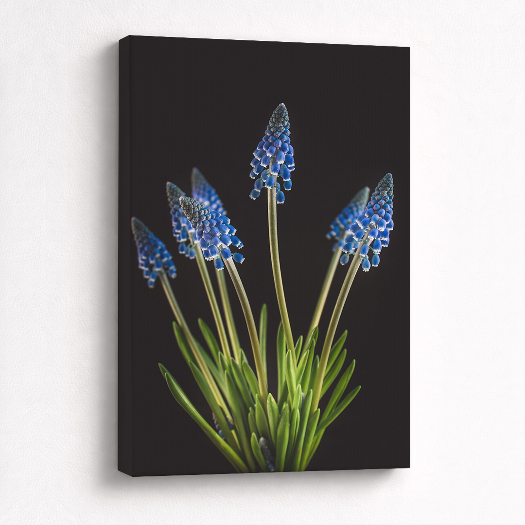 Canvas Schilderij Druifhyacint Blauw