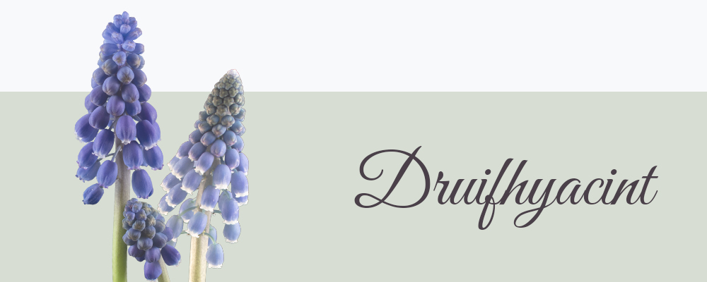 Druifhyacint bloemensoort