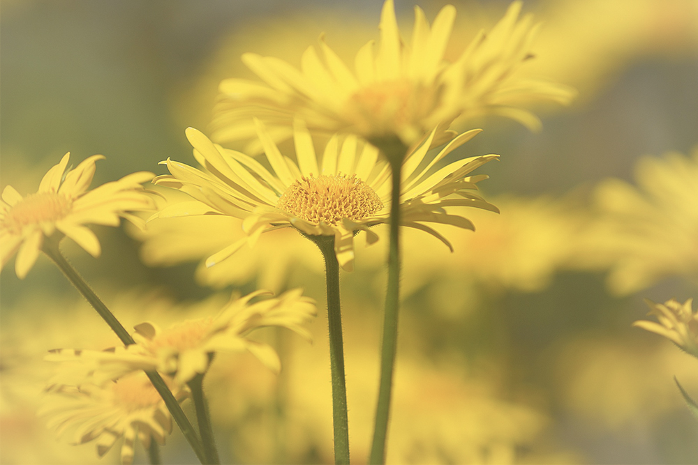 Betekenis gele bloemen