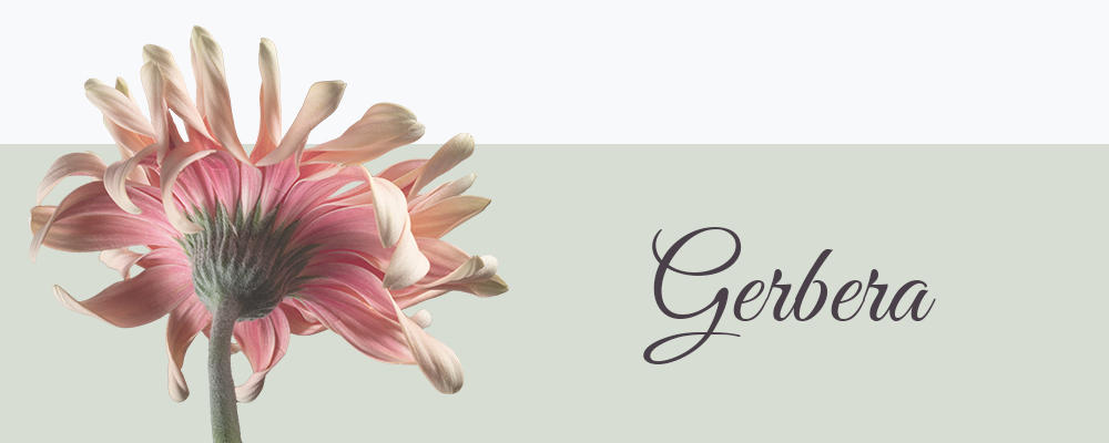 Gerbera betekenis