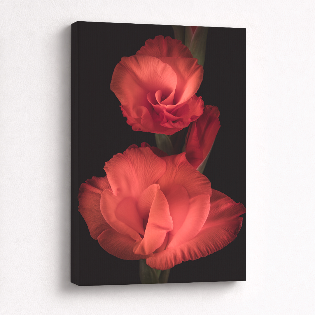 Canvas Schilderij Gladiool Rood