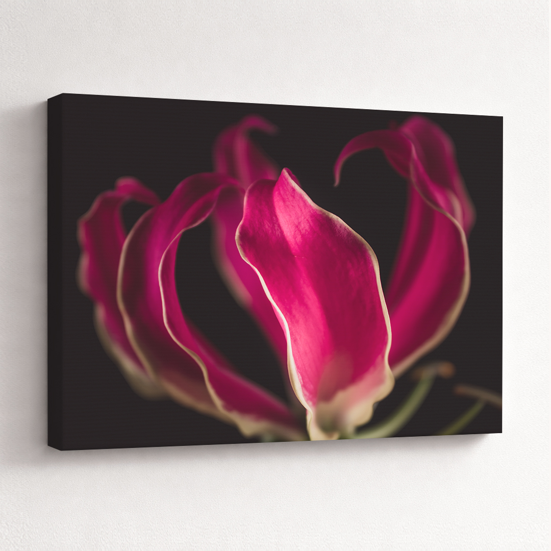 Canvas Schilderij Gloriosa Roze