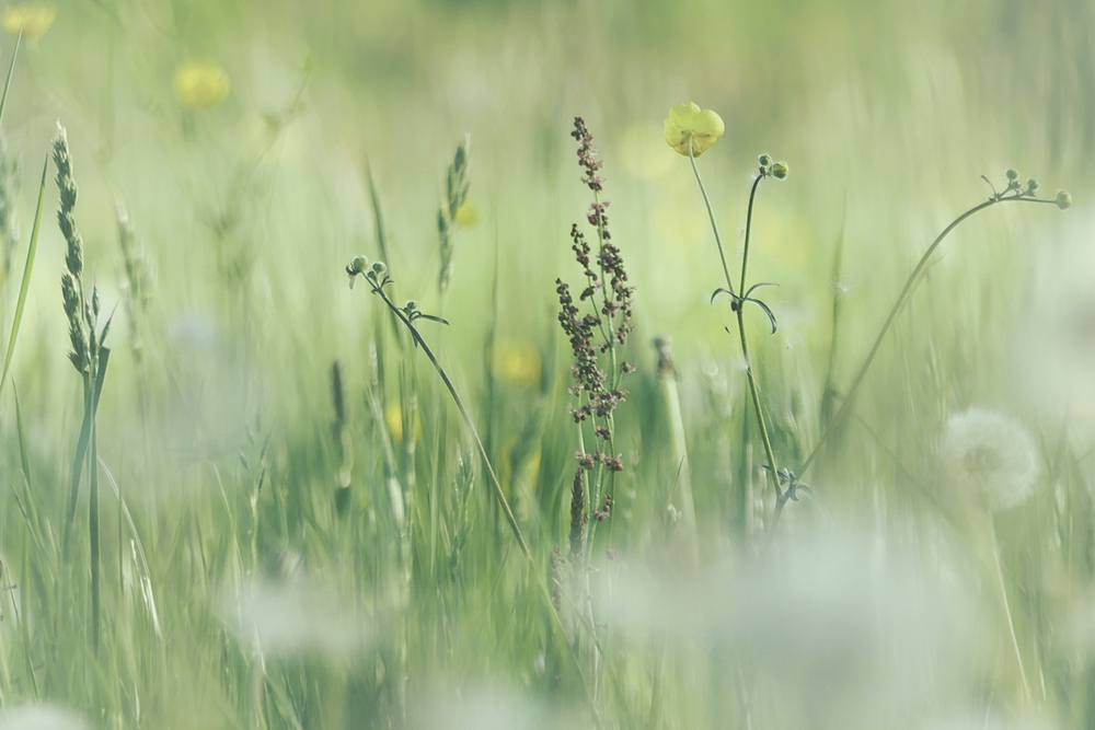 Betekenis groene bloemen