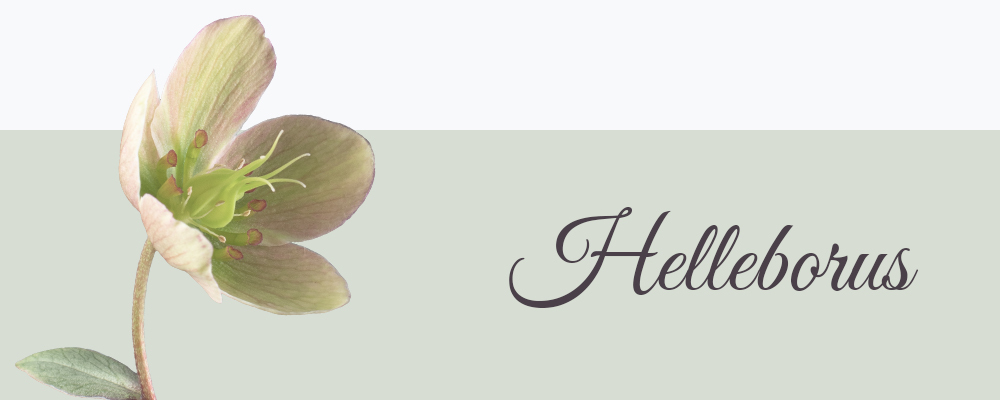 Helleborus bloemensoort