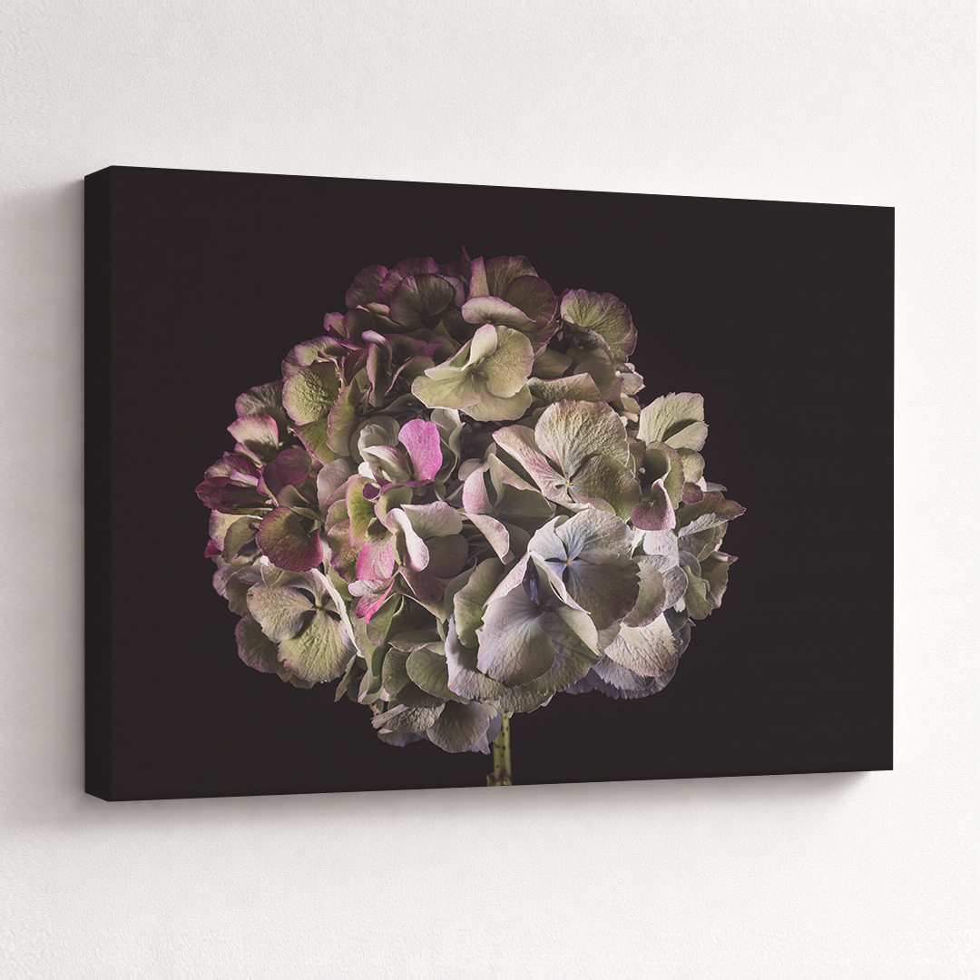 Canvas Schilderij Hortensia Kleurrijk