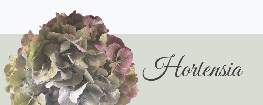 Hortensia bloemensoort