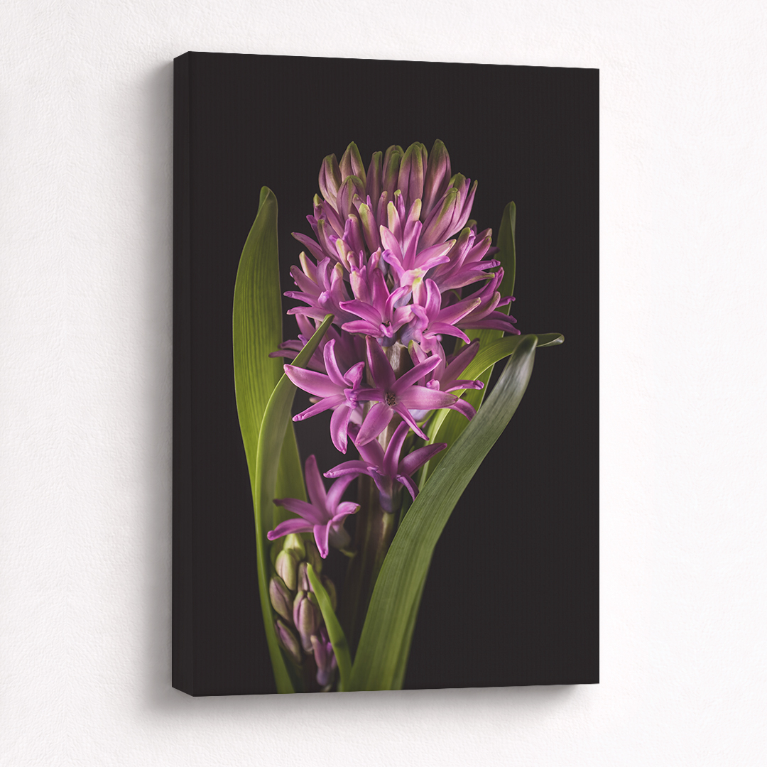 Canvas Schilderij Hyacint Paars