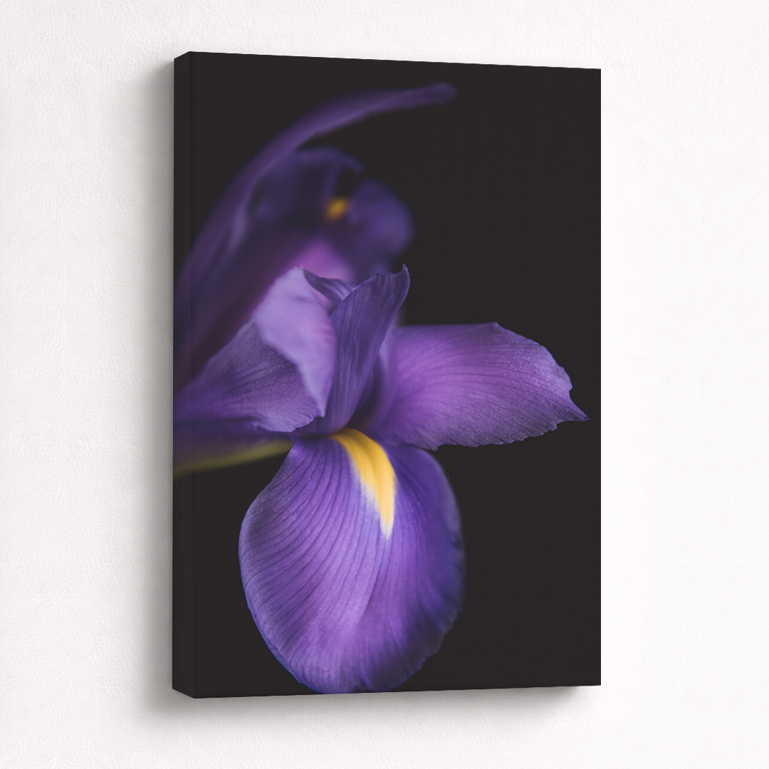Canvas Schilderij Iris Paars