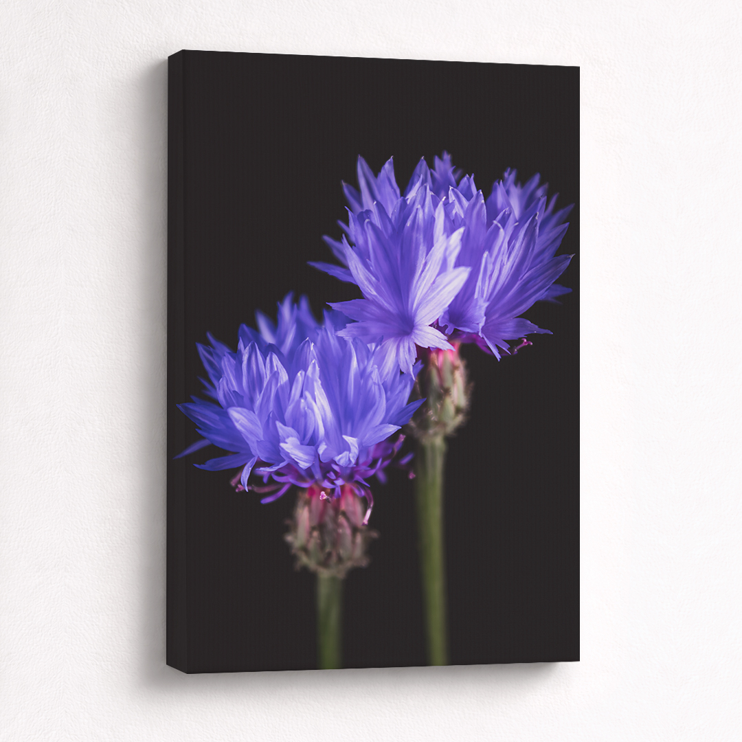 Canvas Schilderij Korenbloemen Paars