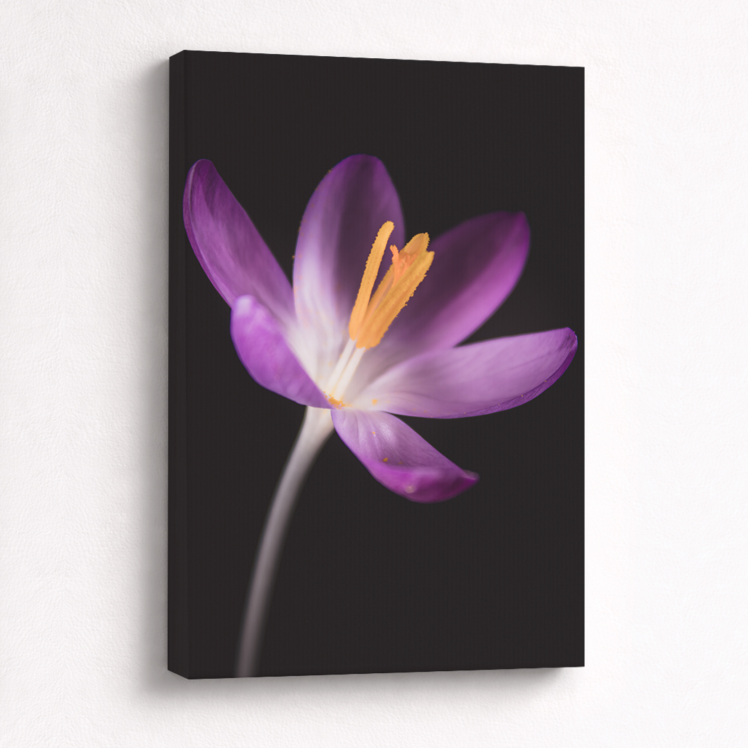 Canvas Schilderij Krokus Paars