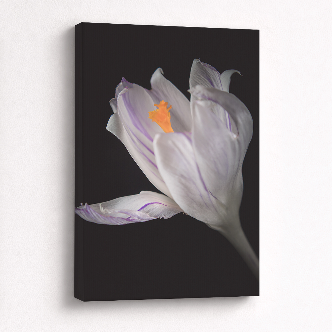Canvas Schilderij Krokus Wit