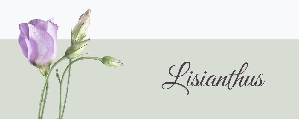 Lisianthus bloemensoort