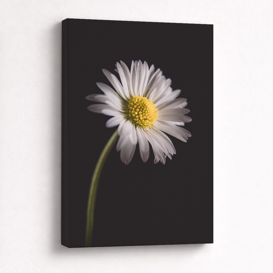 Canvas Schilderij met Geboortebloem April Madeliefje