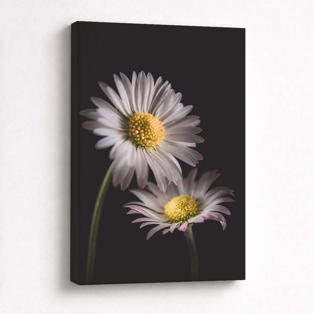 Canvas Schilderij Madeliefjes Wit