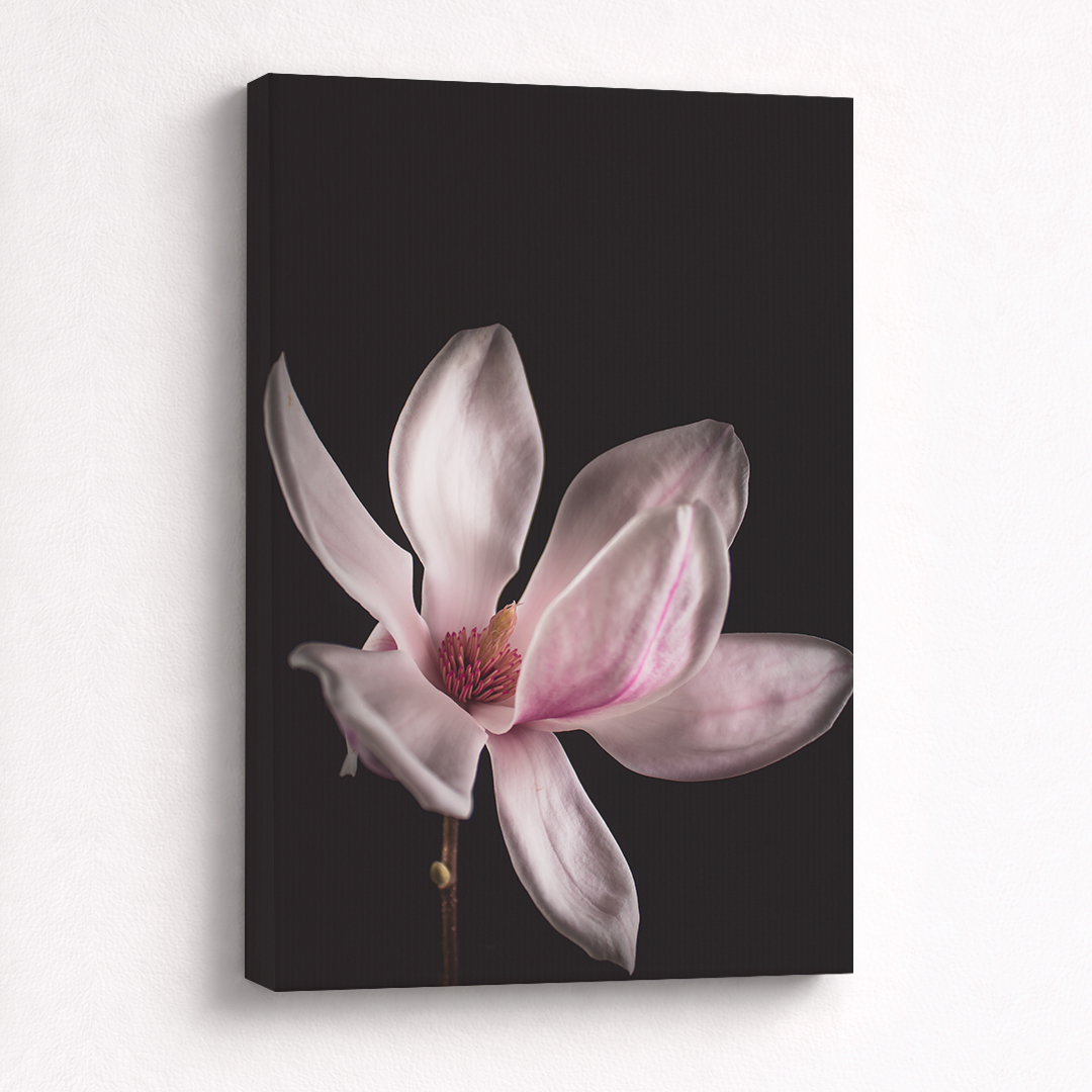Canvas Schilderij Magnolia Zachtroze