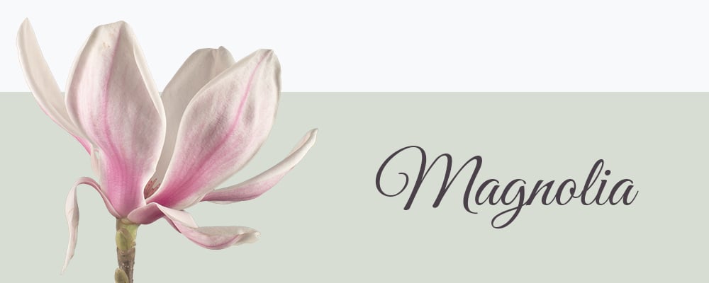 Magnolia bloemensoort