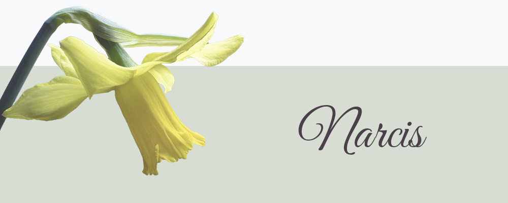 Geboortebloem maar narcis
