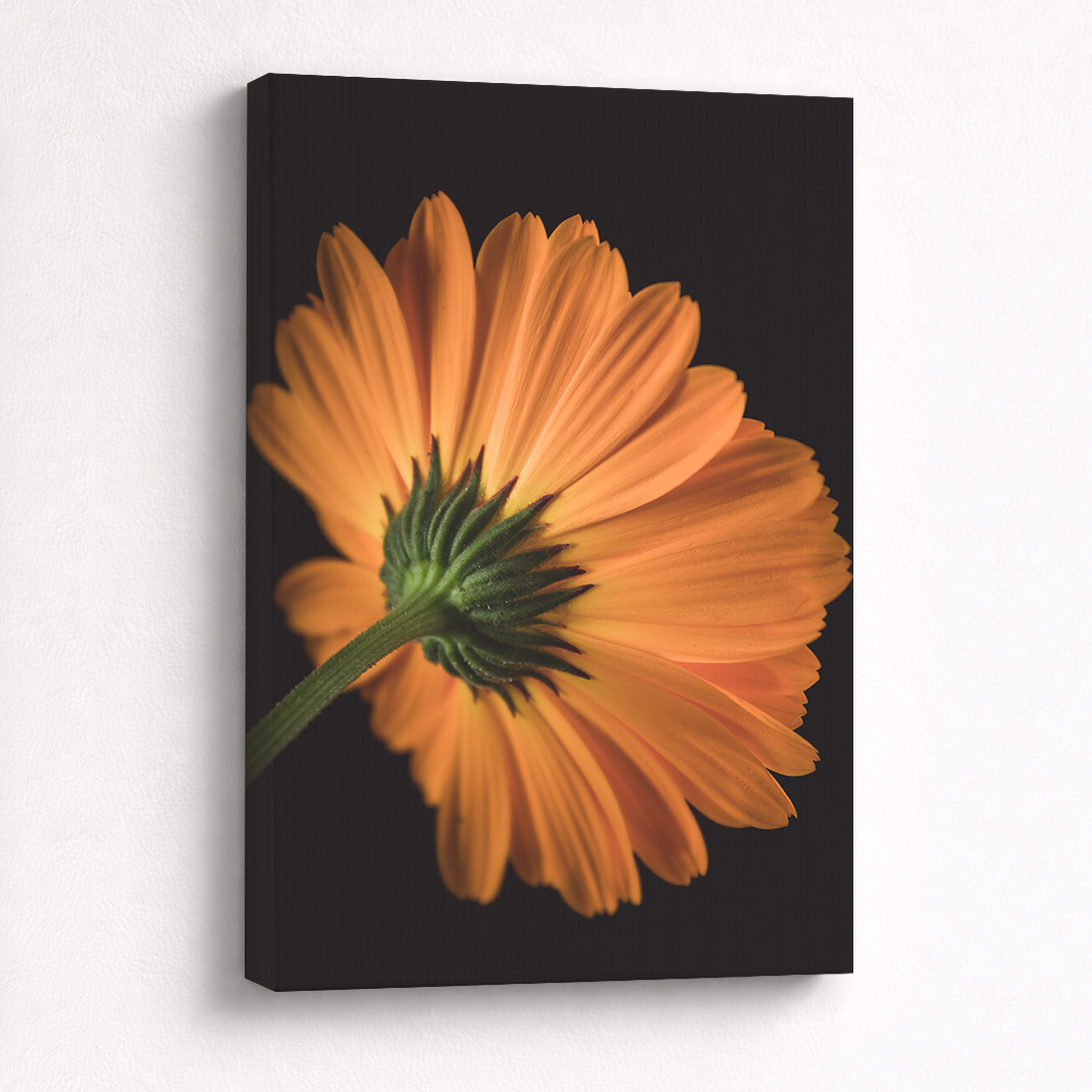 Canvas Schilderij Oranje Bloemen