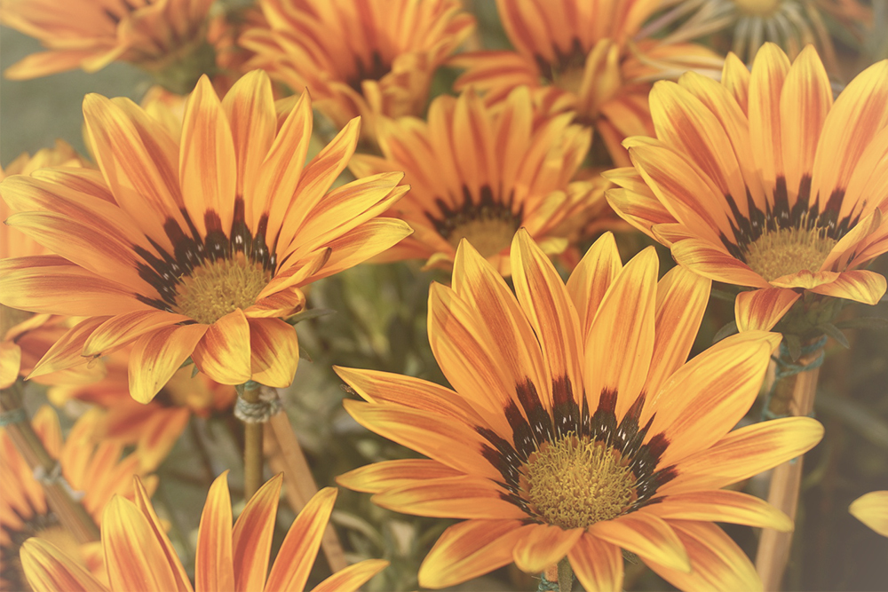 Betekenis oranje bloemen