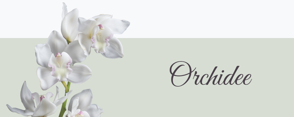 Orchidee betekenis