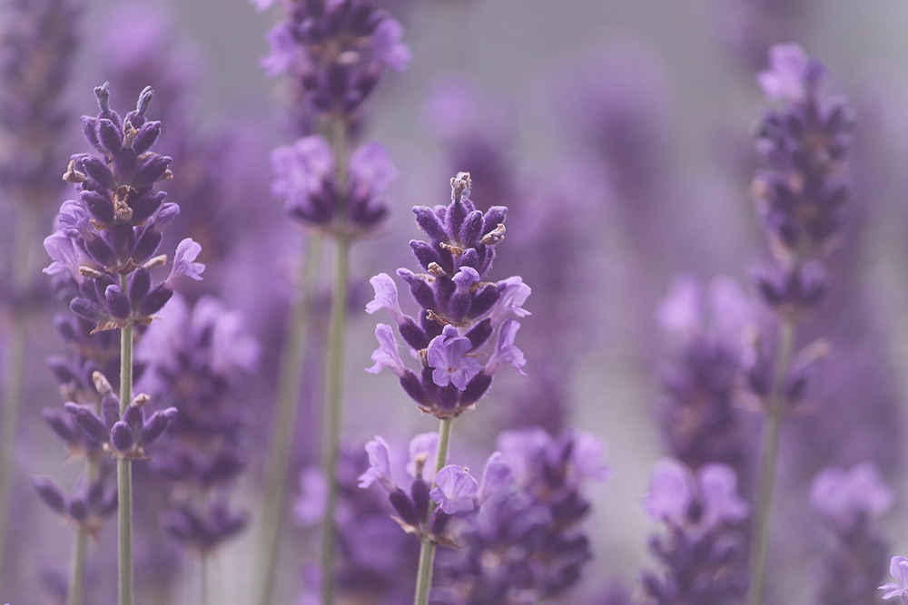 Betekenis paarse bloemen