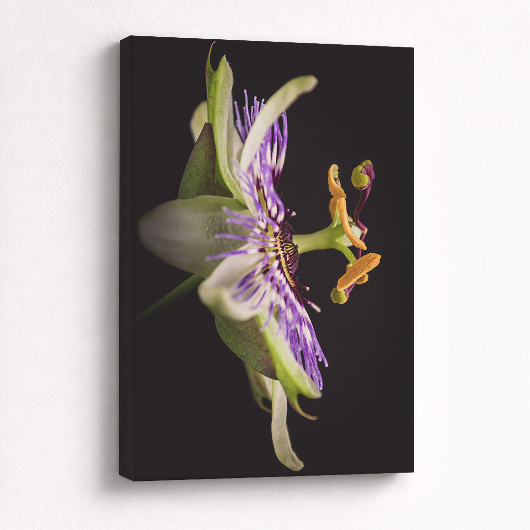 Canvas Schilderij Passiebloem Paars