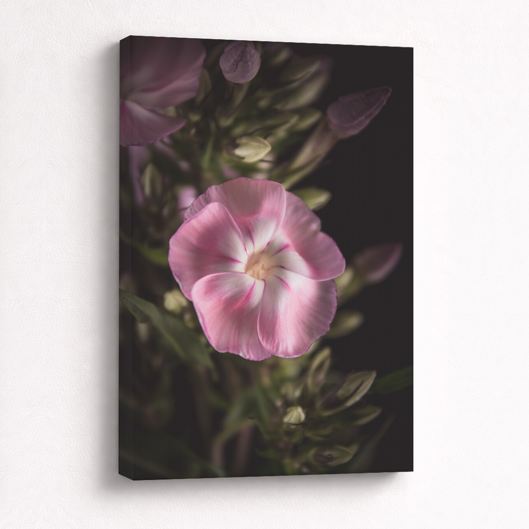 Canvas Schilderij Phlox Roze