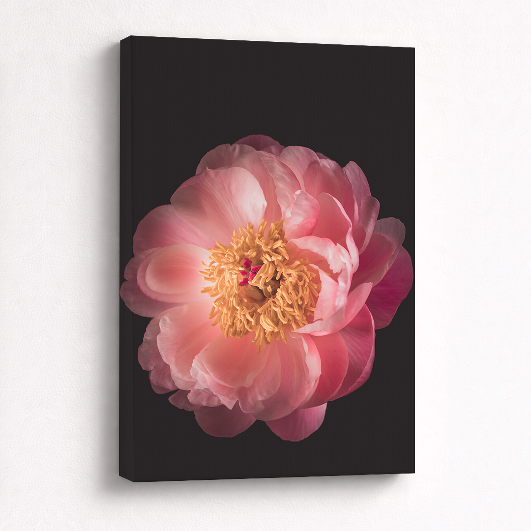 Canvas Schilderij Pioenroos Roze