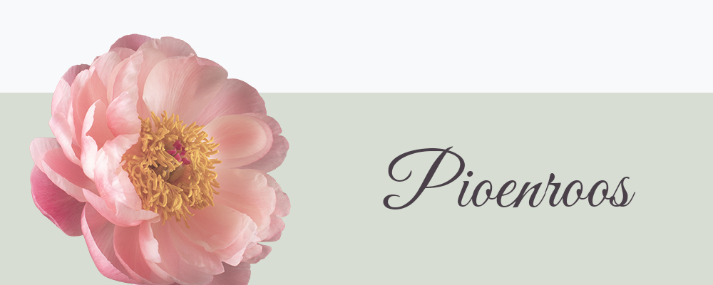 Pioenroos bloemensoort