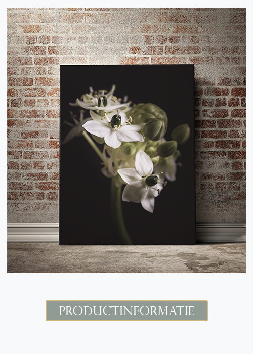Productinformatie bloemen op canvas