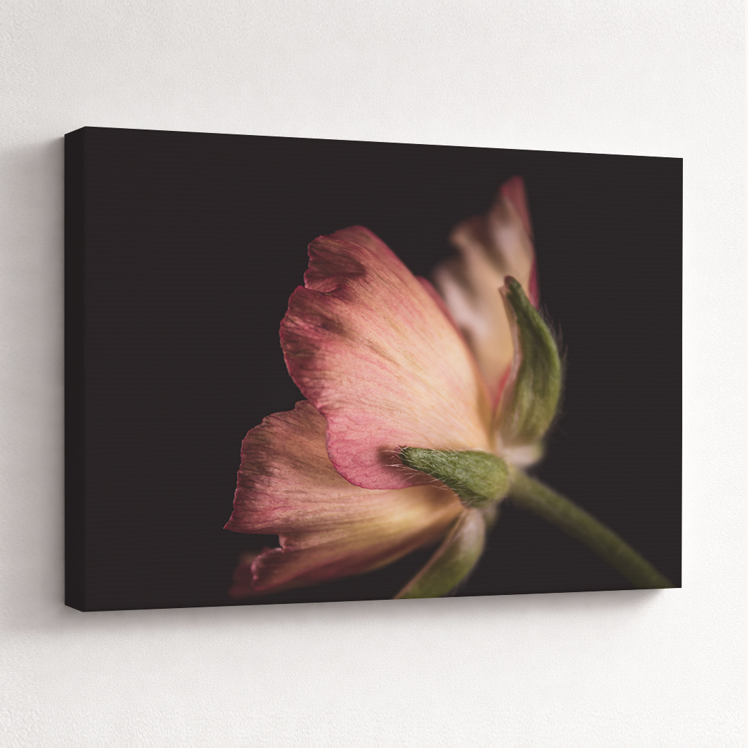 Canvas Schilderij Ranonkel Zalmroze