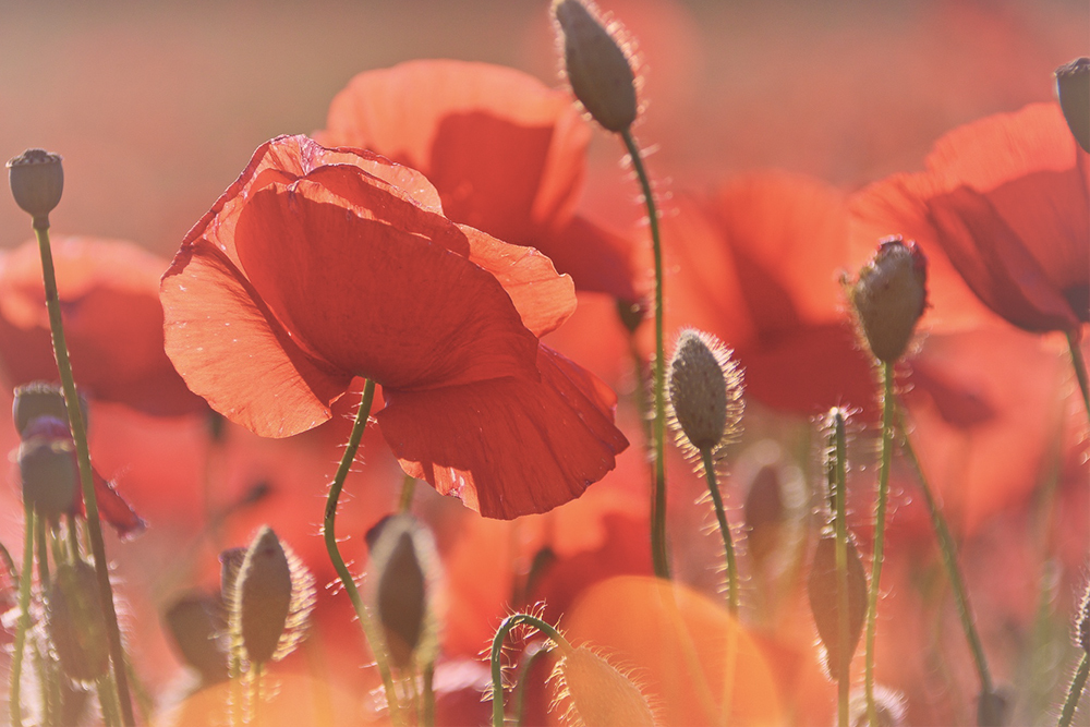 Betekenis rode bloemen
