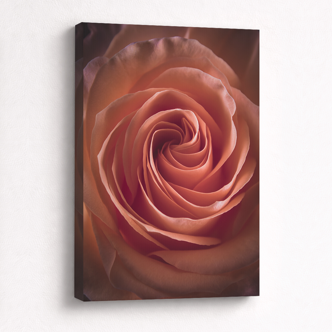 Canvas Schilderij Roos Roze