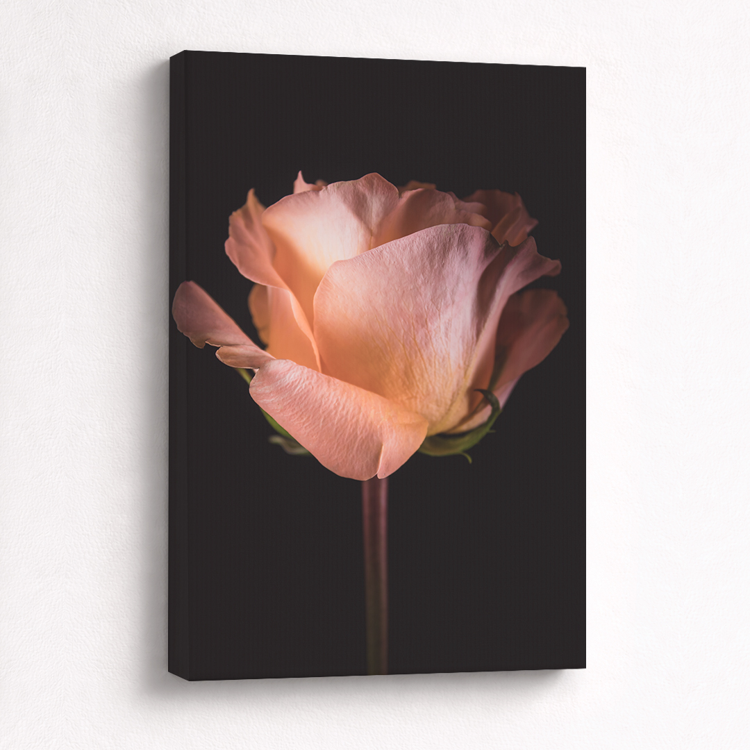 Canvas Schilderij Roos Zalmroze