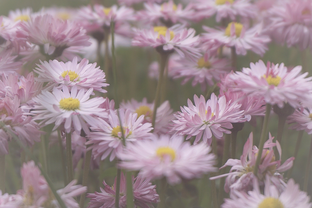Betekenis roze bloemen