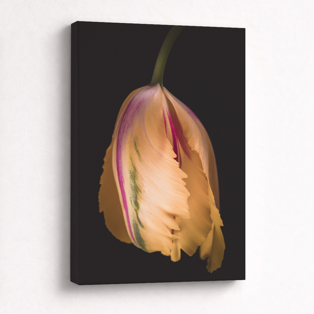 Canvas Schilderij Tulp Hangend